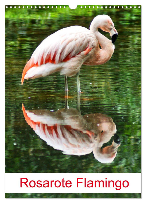 Rosarote Flamingo (CALVENDO Wandkalender 2024)