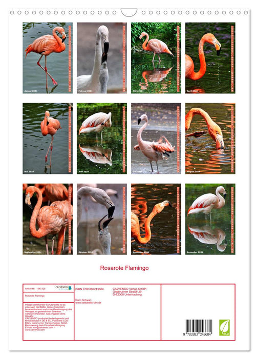 Pink flamingo (CALVENDO wall calendar 2024) 