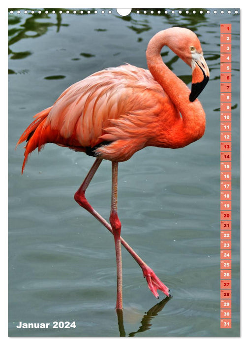 Pink flamingo (CALVENDO wall calendar 2024) 