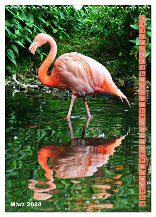 Rosarote Flamingo (CALVENDO Wandkalender 2024)