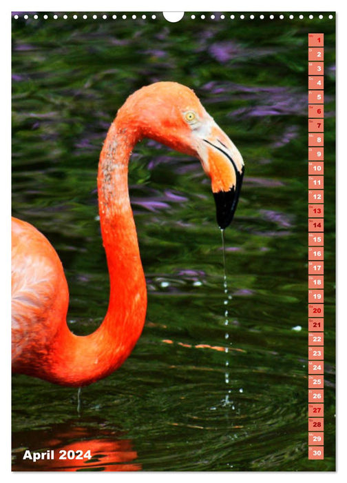 Pink flamingo (CALVENDO wall calendar 2024) 