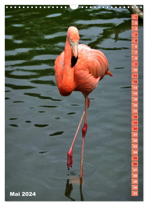 Rosarote Flamingo (CALVENDO Wandkalender 2024)