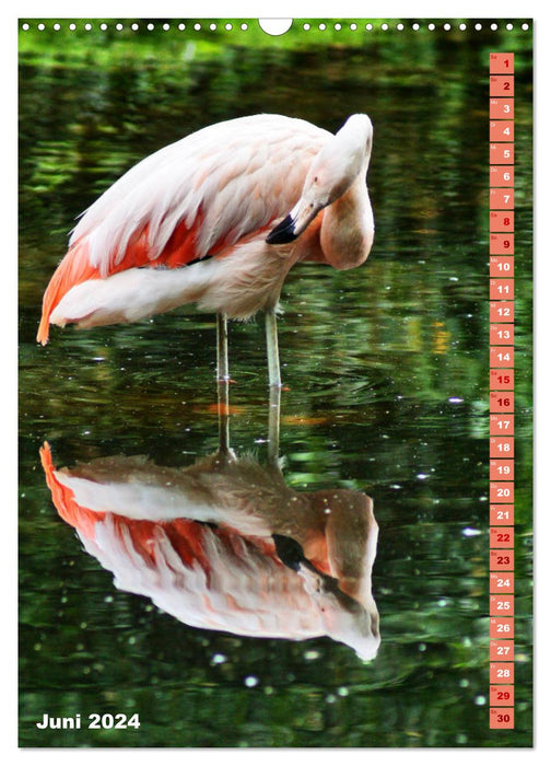 Pink flamingo (CALVENDO wall calendar 2024) 