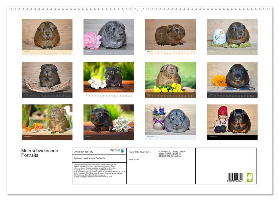 Meerschweinchen Portraits (CALVENDO Wandkalender 2024)