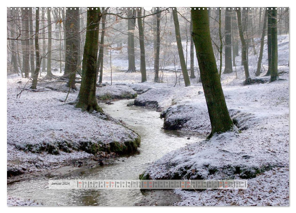 Forest in the Bergisches Land 2024 (CALVENDO Premium Wall Calendar 2024) 