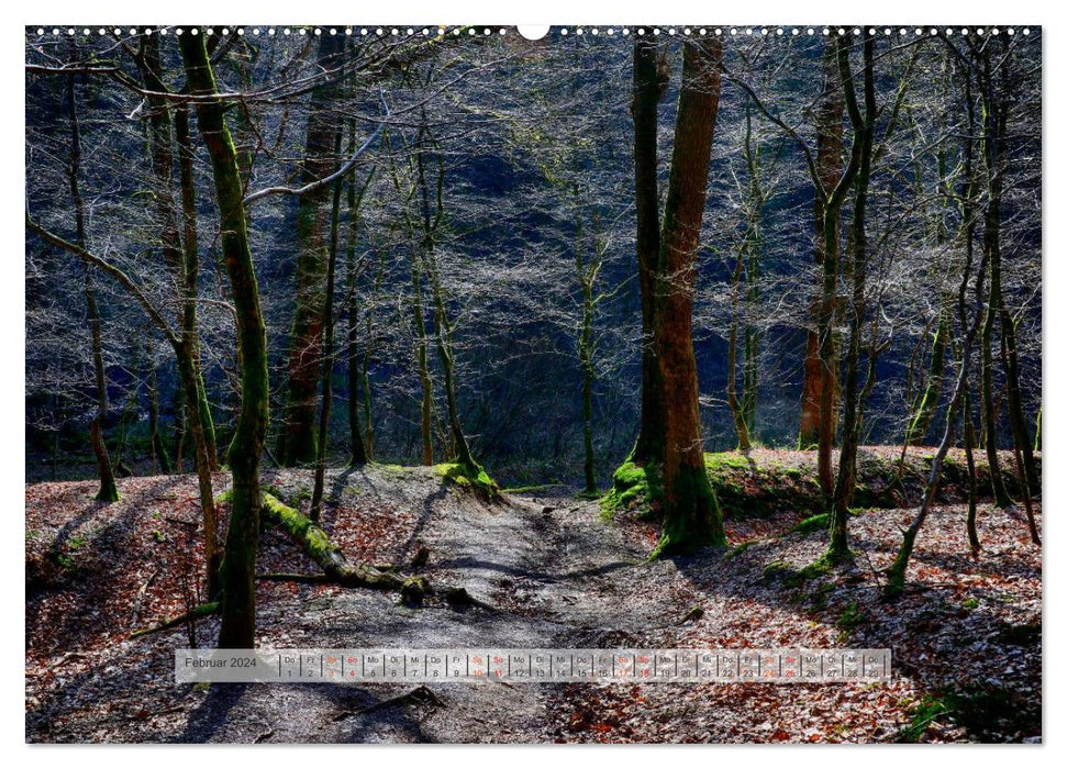 Forest in the Bergisches Land 2024 (CALVENDO Premium Wall Calendar 2024) 