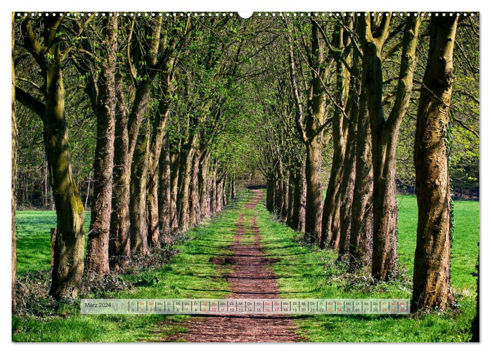 Forest in the Bergisches Land 2024 (CALVENDO Premium Wall Calendar 2024) 