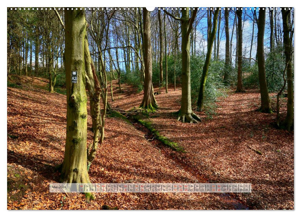 Wald im Bergischen Land 2024 (CALVENDO Premium Wandkalender 2024)