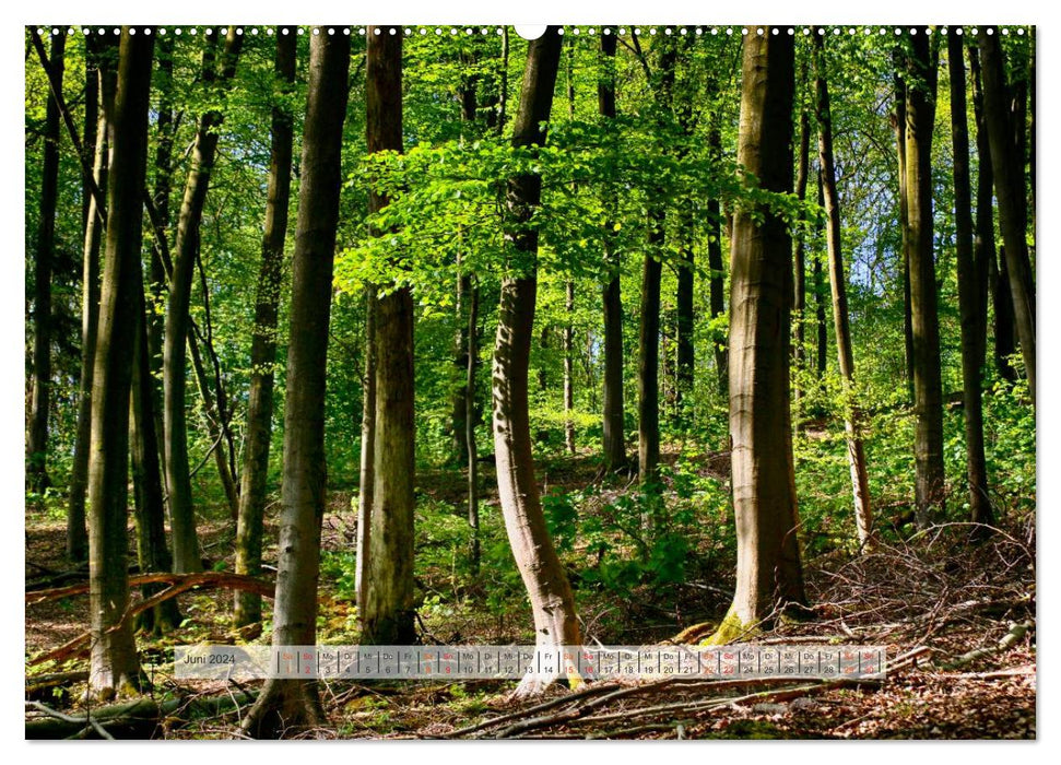 Forest in the Bergisches Land 2024 (CALVENDO Premium Wall Calendar 2024) 