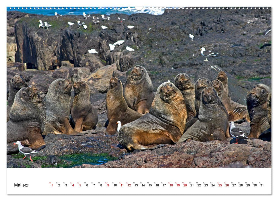 Fascinating Patagonia (CALVENDO wall calendar 2024) 