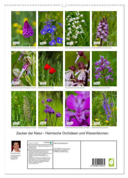 The magic of nature - local orchids and meadow flowers (CALVENDO Premium Wall Calendar 2024) 