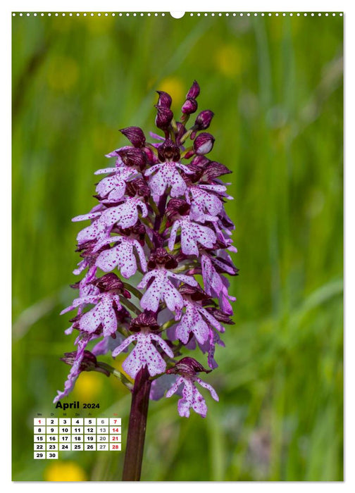 Zauber der Natur - Heimische Orchideen und Wiesenblumen (CALVENDO Premium Wandkalender 2024)