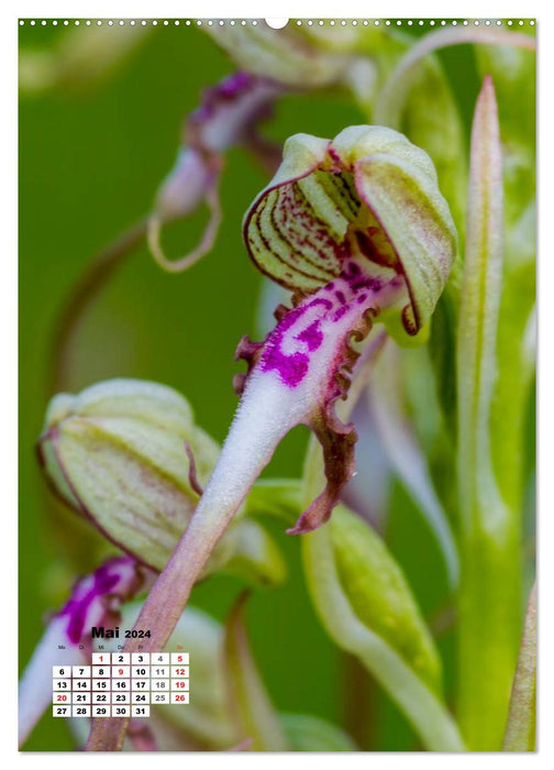 The magic of nature - local orchids and meadow flowers (CALVENDO Premium Wall Calendar 2024) 