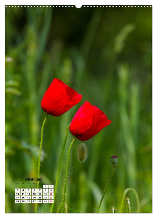 The magic of nature - local orchids and meadow flowers (CALVENDO Premium Wall Calendar 2024) 