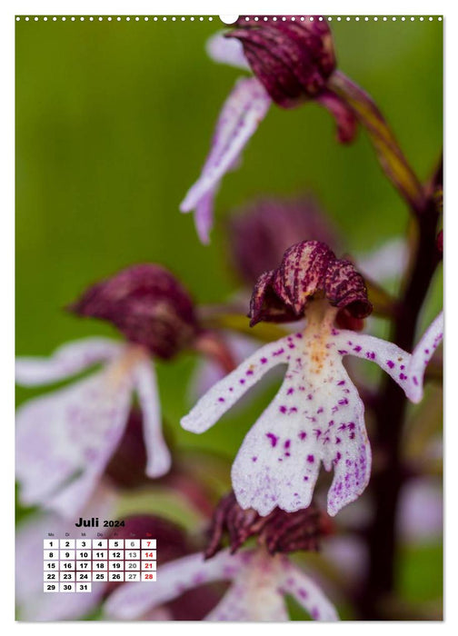 Zauber der Natur - Heimische Orchideen und Wiesenblumen (CALVENDO Premium Wandkalender 2024)