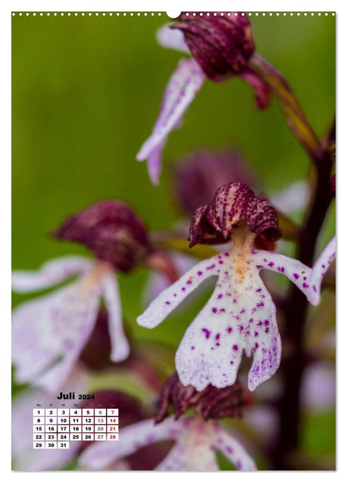 The magic of nature - local orchids and meadow flowers (CALVENDO Premium Wall Calendar 2024) 