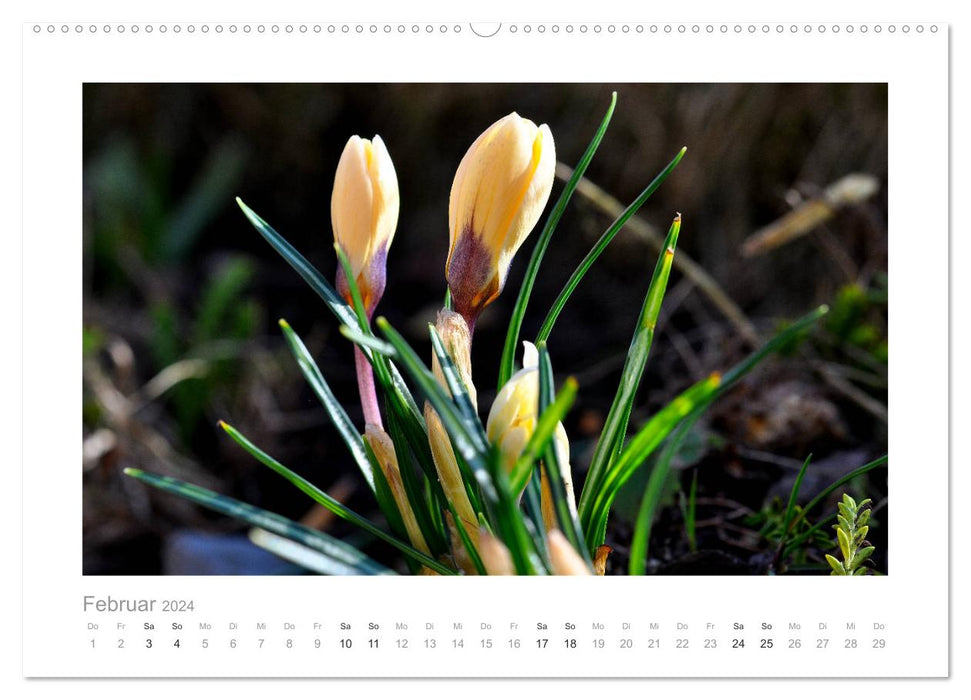 Blumen zart und schön (CALVENDO Wandkalender 2024)