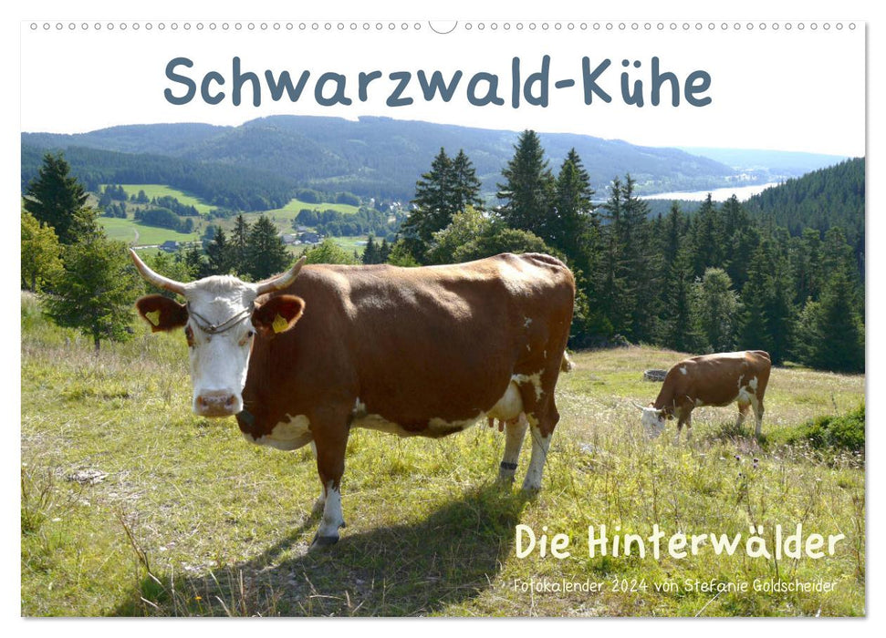 Schwarzwald-Kühe - Die Hinterwälder (CALVENDO Wandkalender 2024)