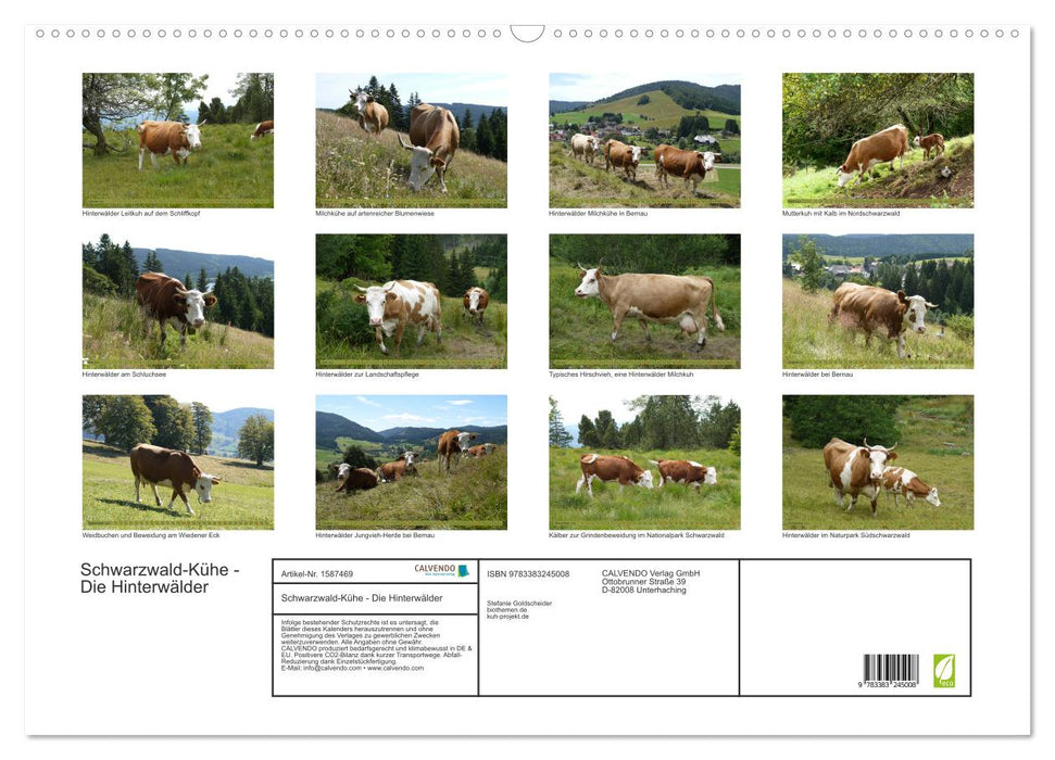 Black Forest Cows - The Backwoods (CALVENDO Wall Calendar 2024) 