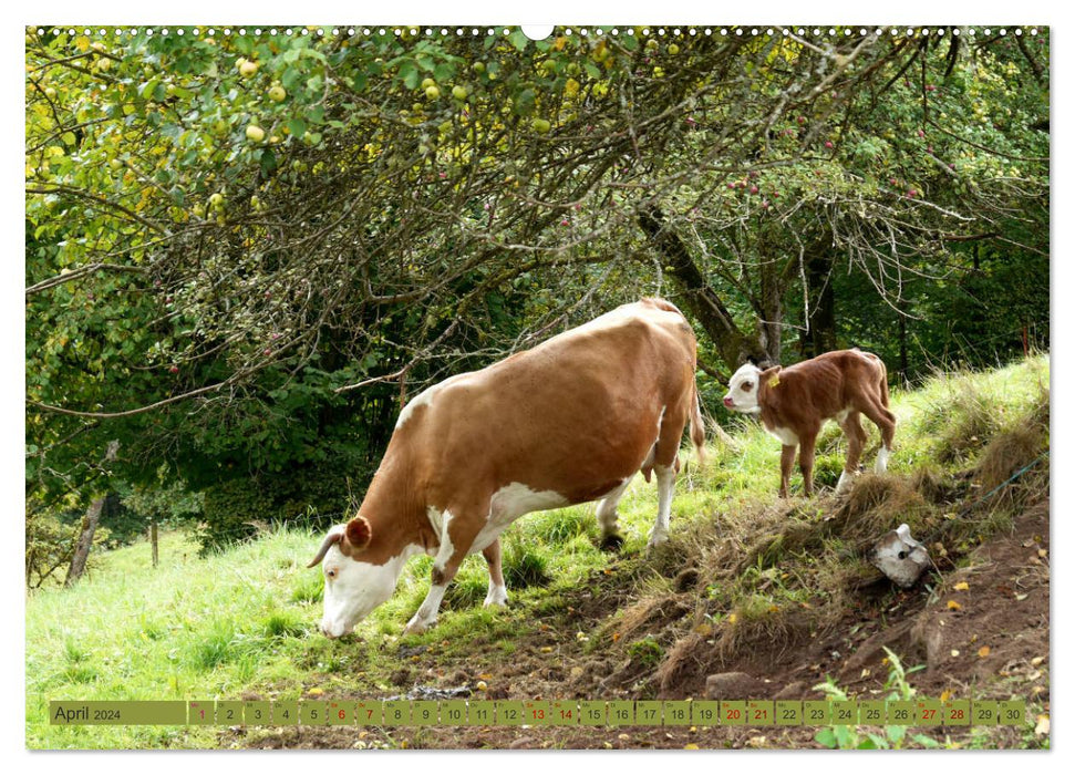 Schwarzwald-Kühe - Die Hinterwälder (CALVENDO Wandkalender 2024)