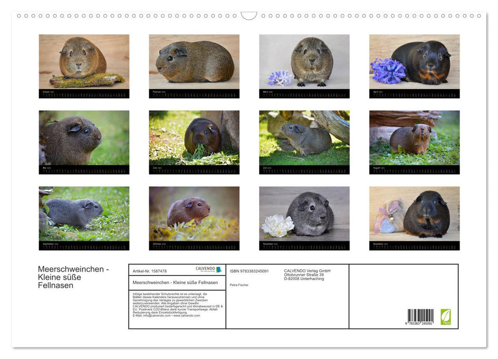 Guinea pigs - little cute furry friends (CALVENDO wall calendar 2024) 