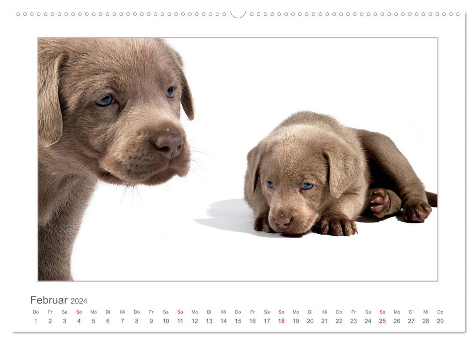 Labradorwelpen - Freunde fürs Leben (CALVENDO Premium Wandkalender 2024)