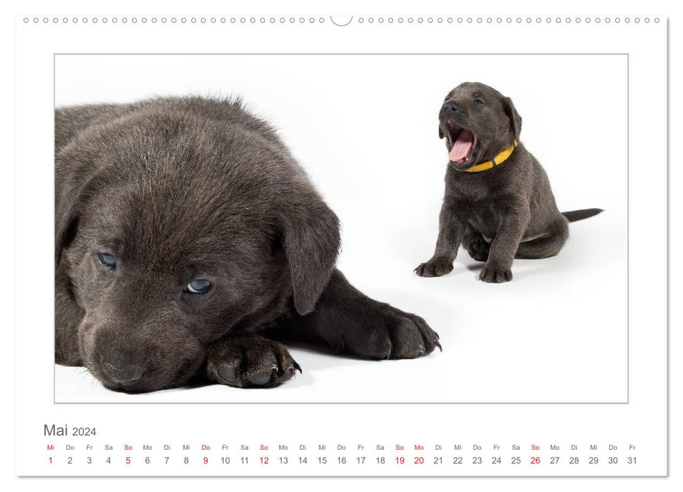 Labradorwelpen - Freunde fürs Leben (CALVENDO Premium Wandkalender 2024)