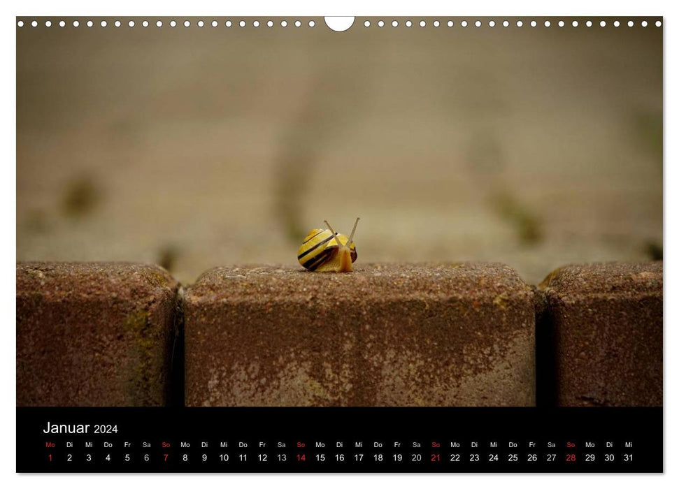 Kleine Bänderschnecke ganz groß - Gemütlich durch das neue Jahr (CALVENDO Wandkalender 2024)