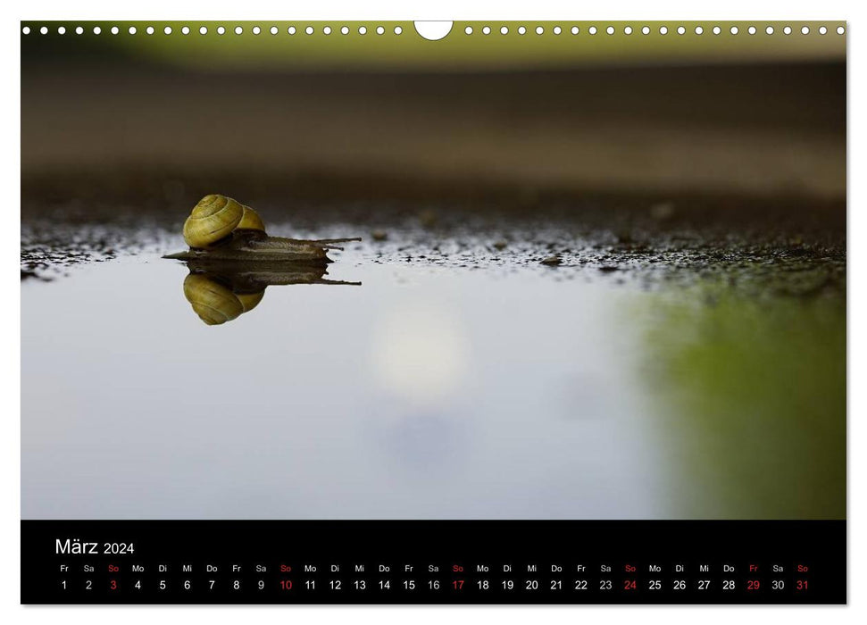 Kleine Bänderschnecke ganz groß - Gemütlich durch das neue Jahr (CALVENDO Wandkalender 2024)