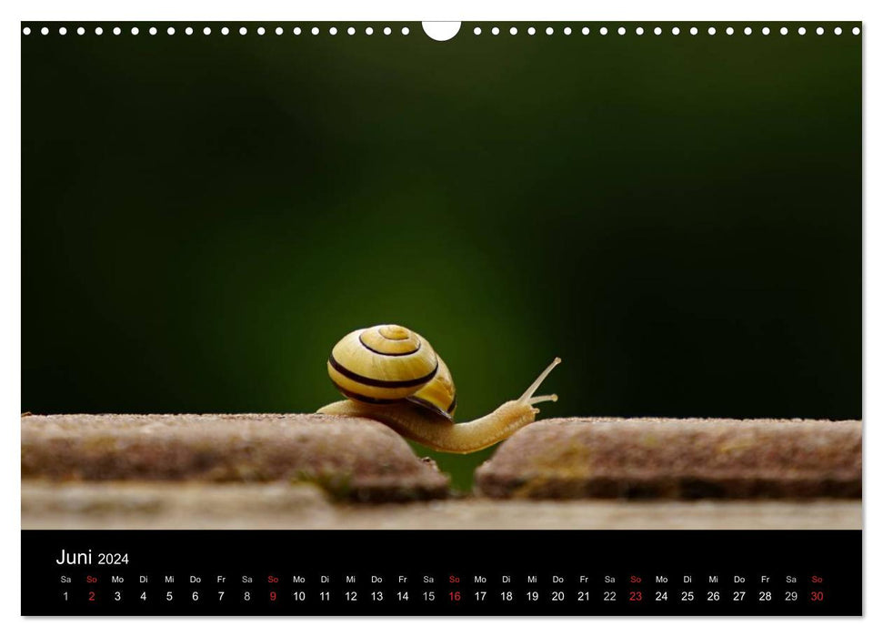 Kleine Bänderschnecke ganz groß - Gemütlich durch das neue Jahr (CALVENDO Wandkalender 2024)