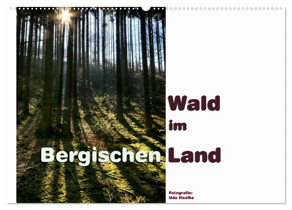 Forest in the Bergisches Land 2024 (CALVENDO wall calendar 2024) 