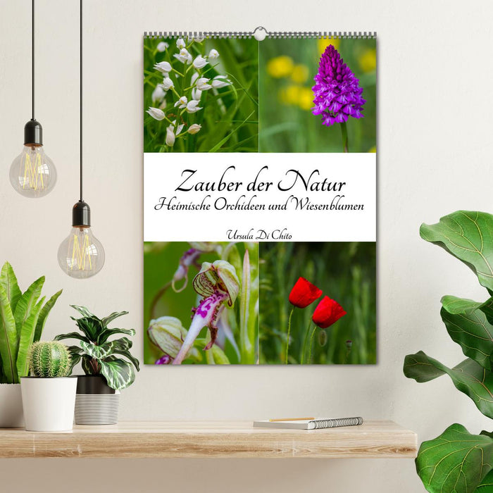 The magic of nature - local orchids and meadow flowers (CALVENDO wall calendar 2024) 