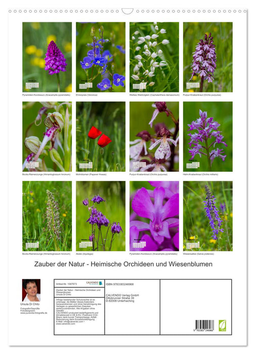 Zauber der Natur - Heimische Orchideen und Wiesenblumen (CALVENDO Wandkalender 2024)