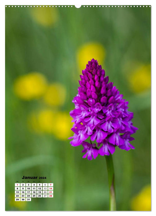 Zauber der Natur - Heimische Orchideen und Wiesenblumen (CALVENDO Wandkalender 2024)