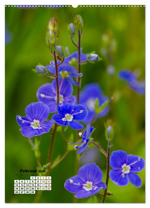 The magic of nature - local orchids and meadow flowers (CALVENDO wall calendar 2024) 