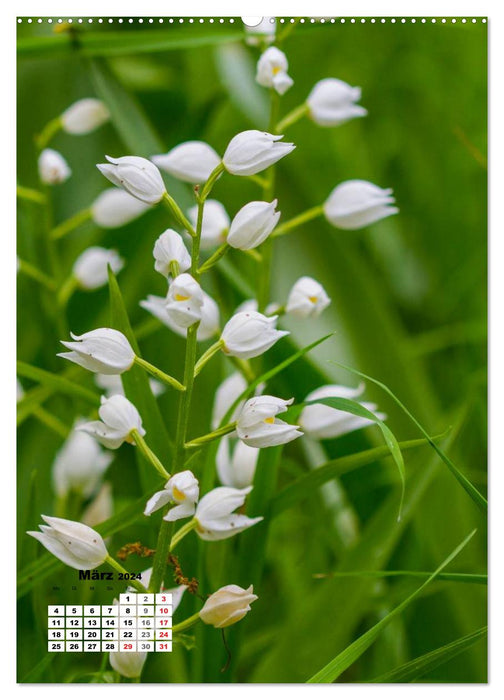 Zauber der Natur - Heimische Orchideen und Wiesenblumen (CALVENDO Wandkalender 2024)