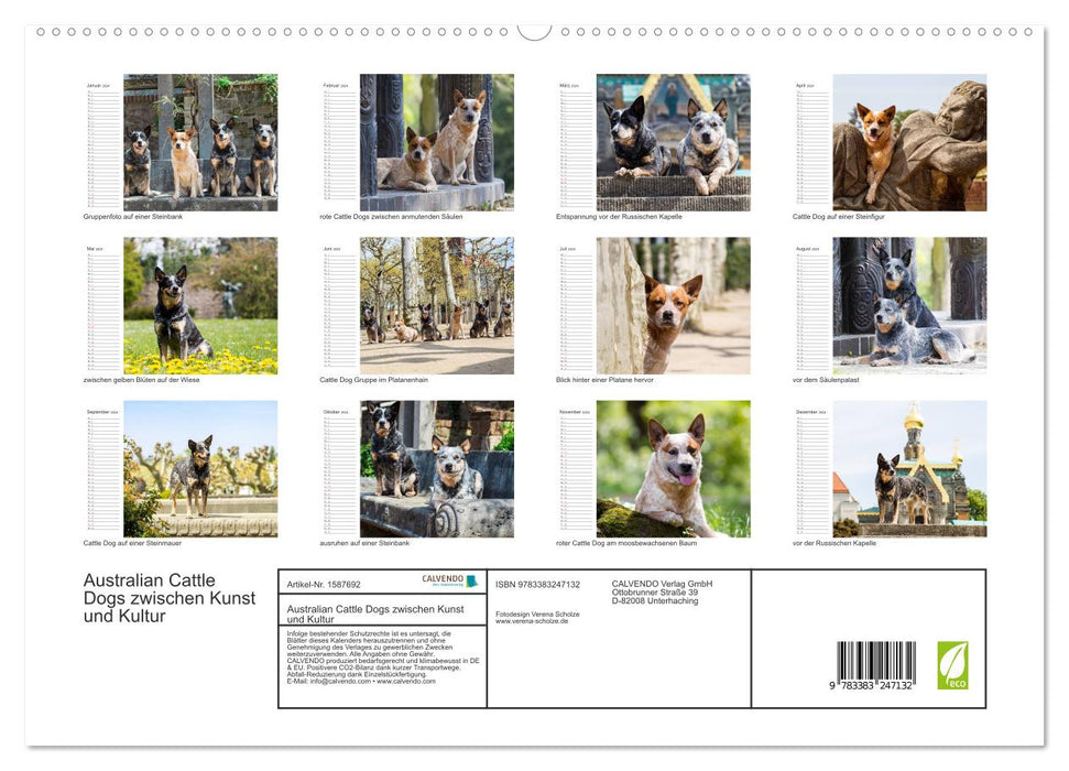 Australian Cattle Dogs zwischen Kunst und Kultur (CALVENDO Premium Wandkalender 2024)