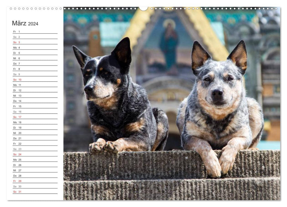 Australian Cattle Dogs zwischen Kunst und Kultur (CALVENDO Premium Wandkalender 2024)