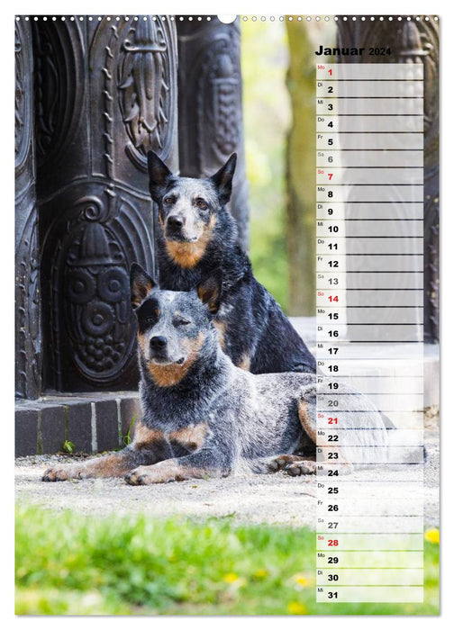 Australian Cattle Dogs auf der Darmstädter Mathildenhöhe (CALVENDO Premium Wandkalender 2024)