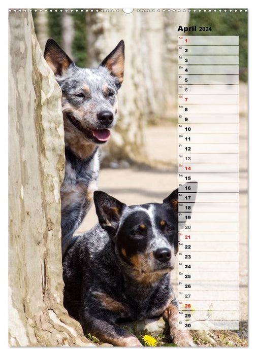 Australian Cattle Dogs auf der Darmstädter Mathildenhöhe (CALVENDO Premium Wandkalender 2024)