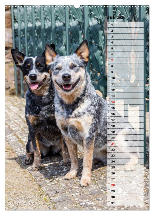 Australian Cattle Dogs auf der Darmstädter Mathildenhöhe (CALVENDO Premium Wandkalender 2024)