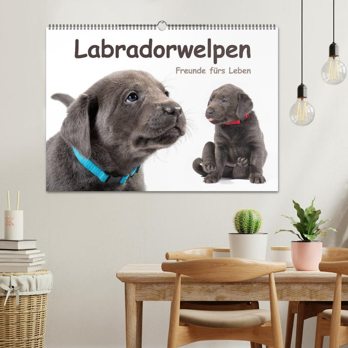 Labradorwelpen - Freunde fürs Leben (CALVENDO Wandkalender 2024)