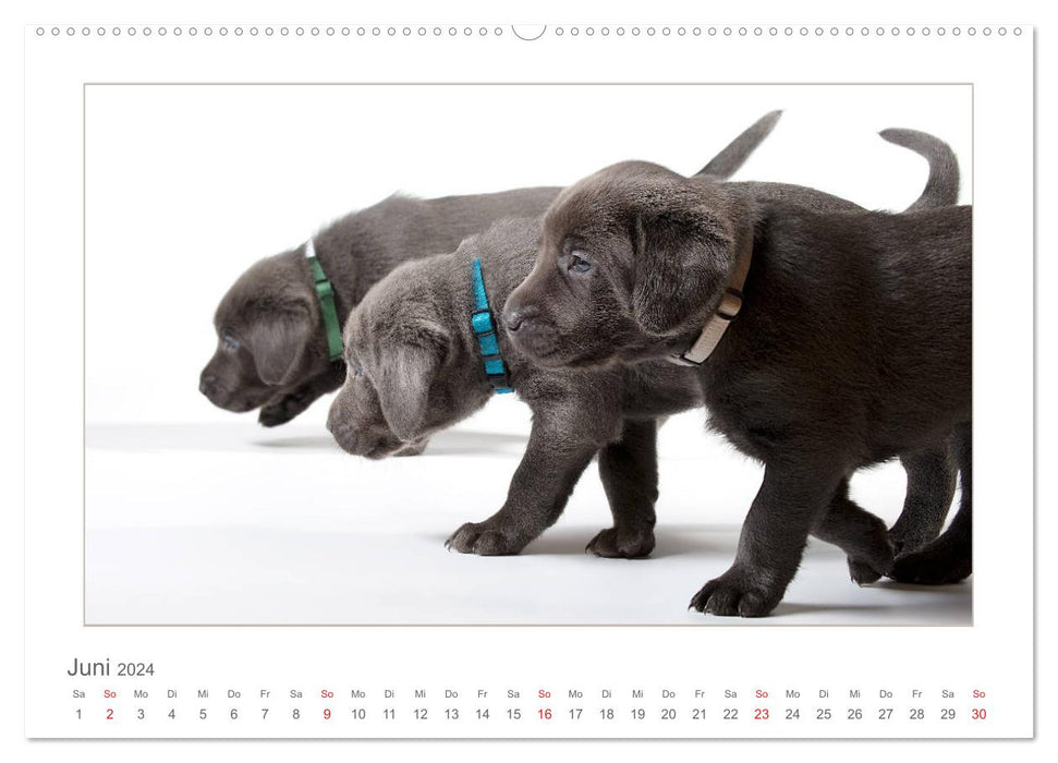 Labradorwelpen - Freunde fürs Leben (CALVENDO Wandkalender 2024)