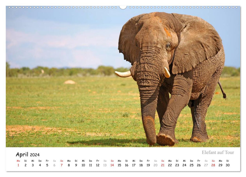 ETOSHA NATIONALPARK Traumziel in Namibia (CALVENDO Premium Wandkalender 2024)