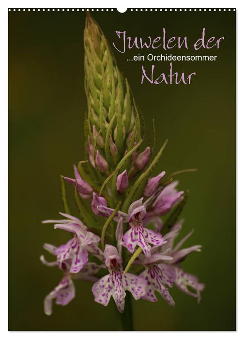 Juwelen der Natur - Ein Orchideensommer (CALVENDO Wandkalender 2024)