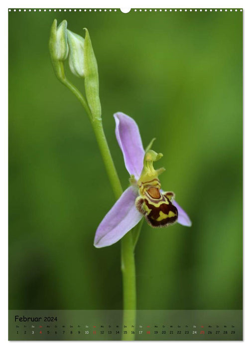 Juwelen der Natur - Ein Orchideensommer (CALVENDO Wandkalender 2024)