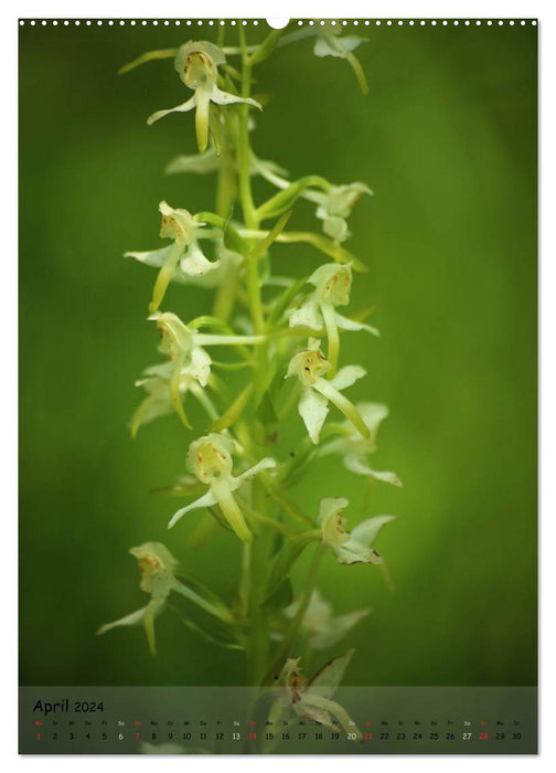Juwelen der Natur - Ein Orchideensommer (CALVENDO Wandkalender 2024)