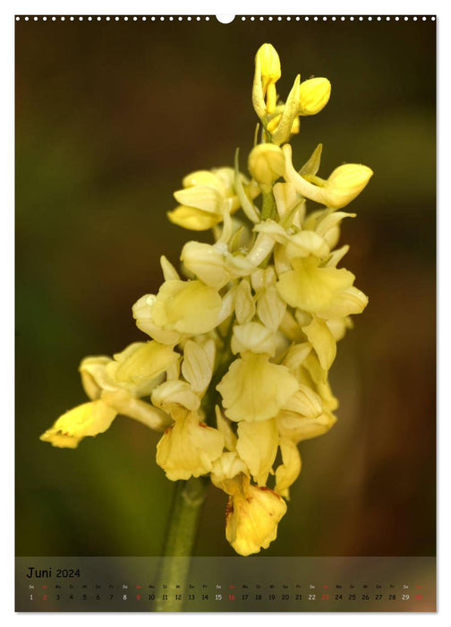 Juwelen der Natur - Ein Orchideensommer (CALVENDO Wandkalender 2024)