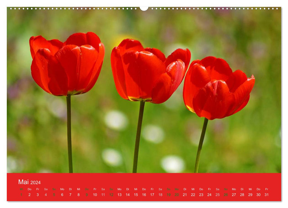 Farbenfrohe Tulpen 2024 (CALVENDO Premium Wandkalender 2024)