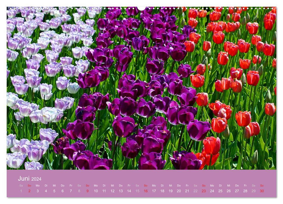 Farbenfrohe Tulpen 2024 (CALVENDO Premium Wandkalender 2024)